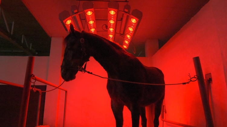 Солярий, в котором сохнут кони, фото: Аркадий Манн, 