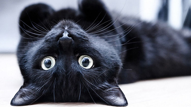 Черный кот - один из символов пятницы 13го