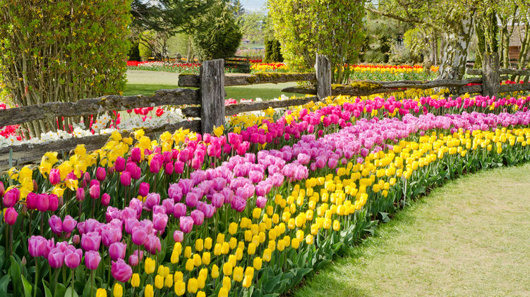 Тюльпаны весной. Календарь огородника и садовода на апрель 2020 года
