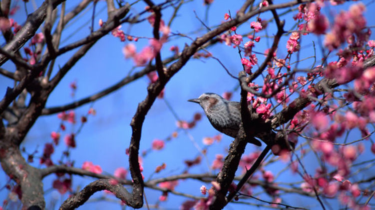 Птица на дереве весной. Фото с сайта 7fon.org