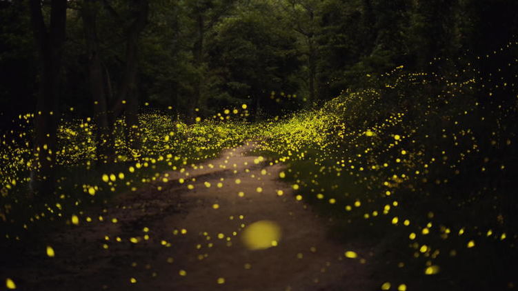 Светлячки в лесу. Фото с сайта Flickr