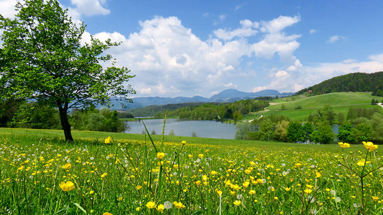 Лето и поле в цветах. Фото с сайта Яндекс