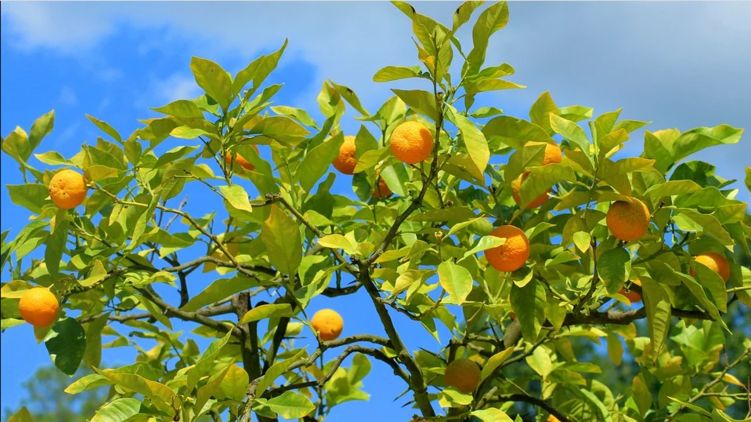 Апельсиновое дерево, цветущее летом. Фото: pixabay