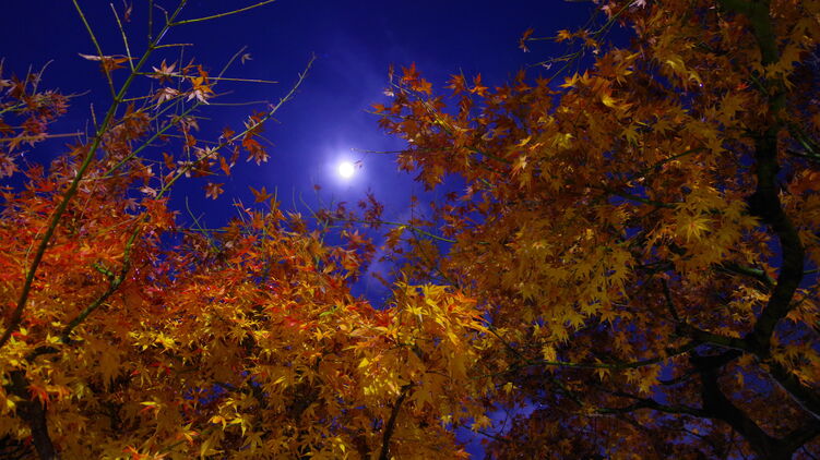 Луна осенью. Фото: fonwall