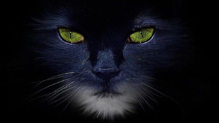 Одним из символов пятницы 13-го является черный кот. Фото: Pikist