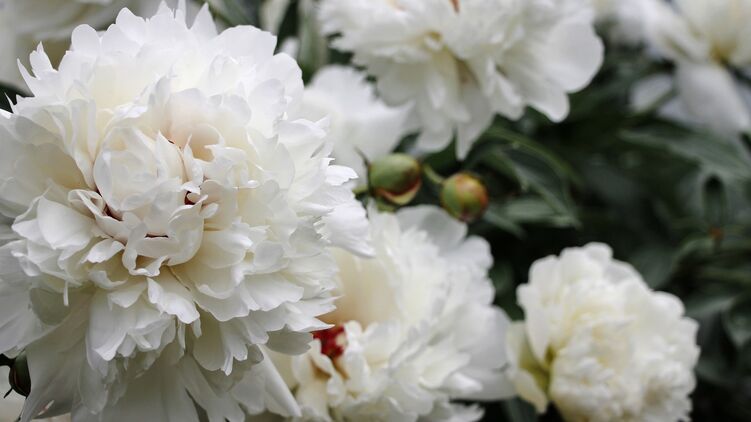 Именины Виктории отмечают 7 июня