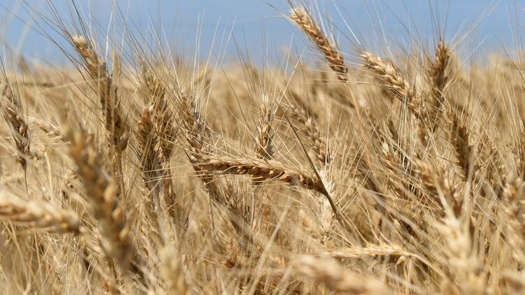 Самой дешевой сельхозземлей в Украине будут пастбища - по нормативно-денежной оценке стоимость стартует всего с 1,6 тысяч гривен за гектар. Фото: Pixabay