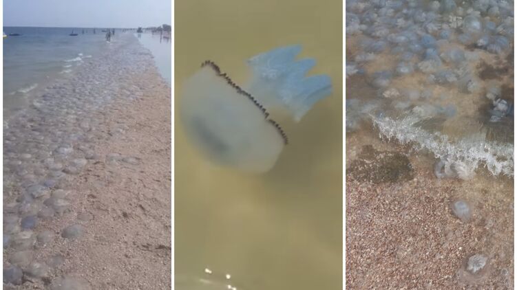 Пляжи Азовского моря заполонили медузы. Коллаж 