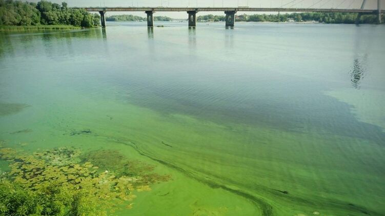 Этим летом вода в Днепре прерватилась в зеленый густой кисель