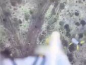 Система "Сеткомёт". Появилось видео, как российский дрон охотится на украинский беспилотник