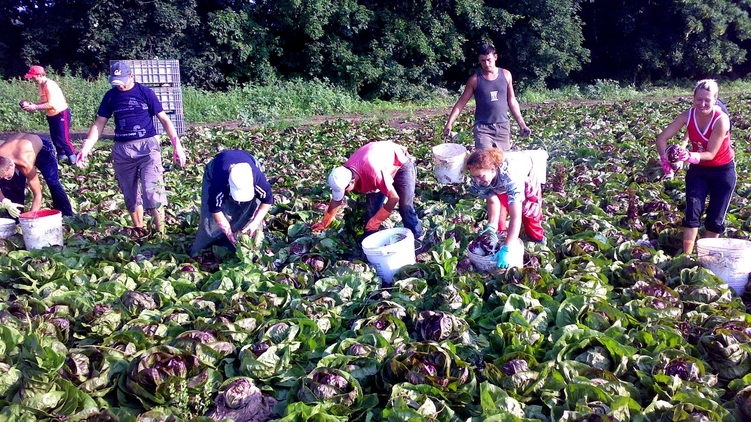 Сезонные рабочие из Украины широко используются на сельскохозяйственных работах в Польше, Венгрии и Словакии, фото: mirtravellife.ru