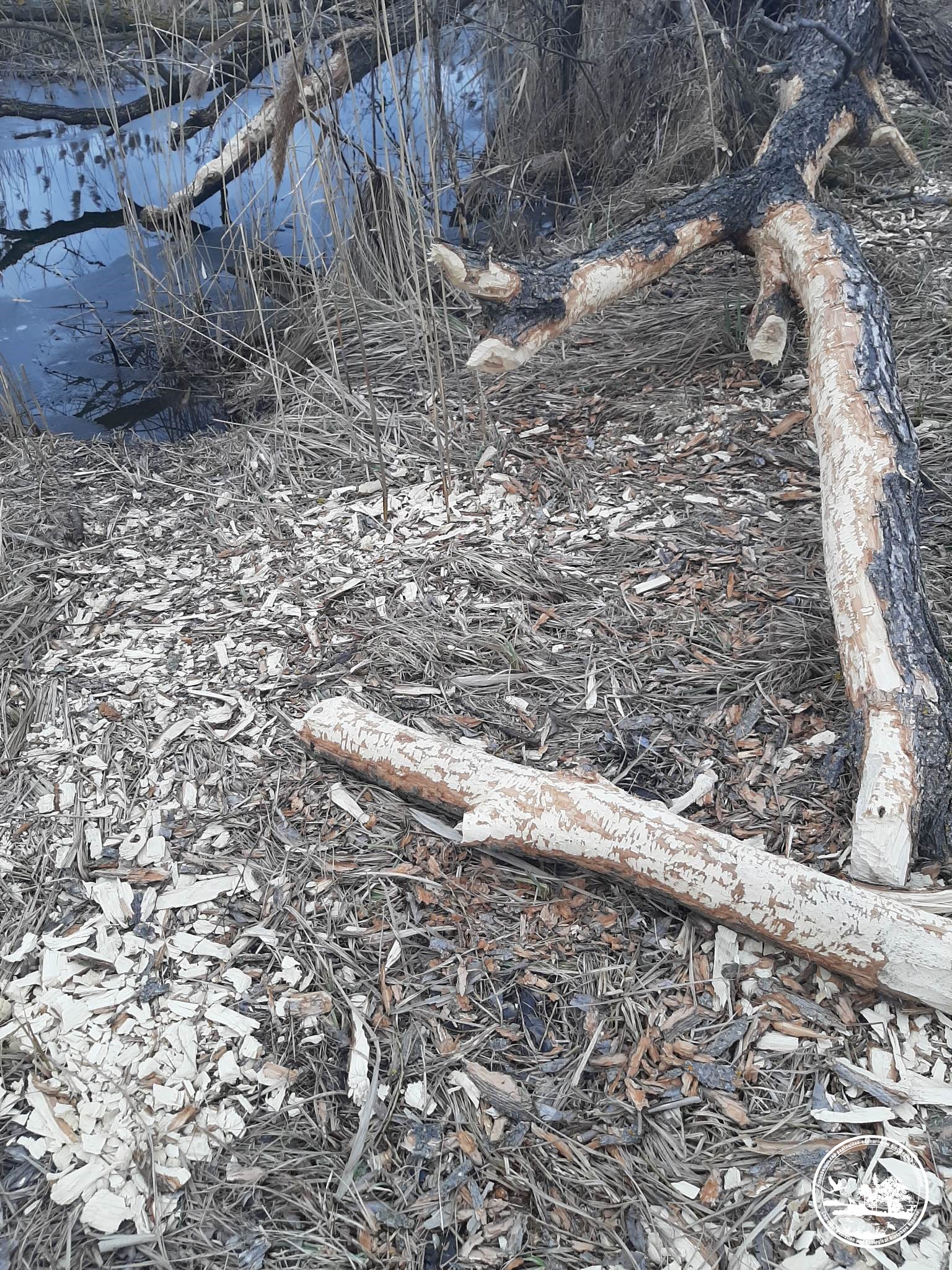 бобры грызут деревья