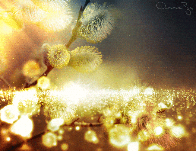 Вербна неділя