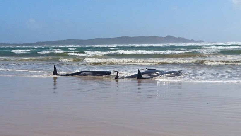 Выбросившиеся на берег Австралии киты
