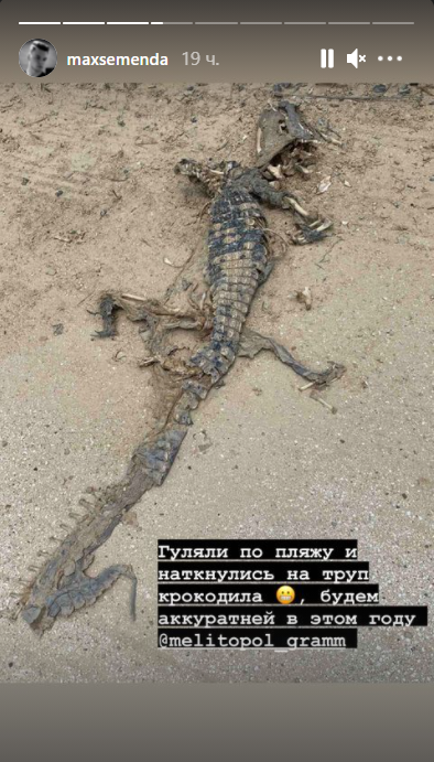 останки крокодила нашли на берегу Азовского моря в Кирилловке