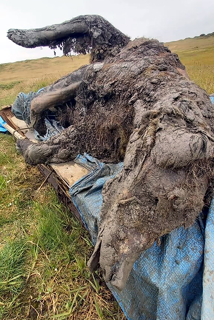 В Якутии нашли мумию пещерного медведя. Фото: siberiantimes.com