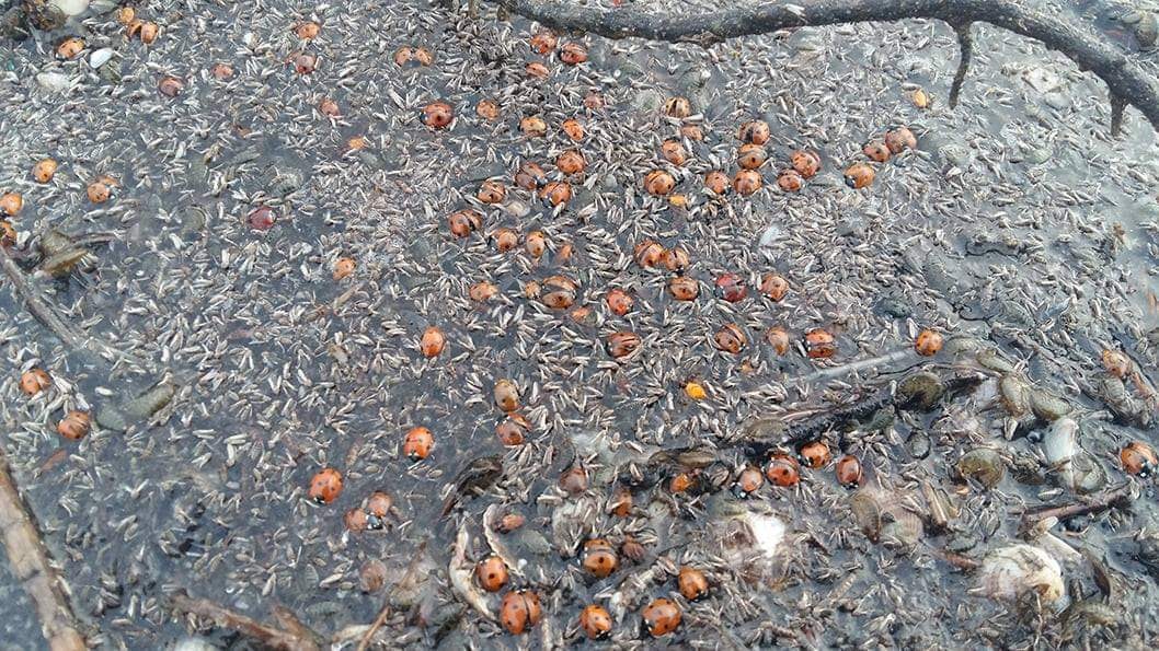 Погибшие жуки