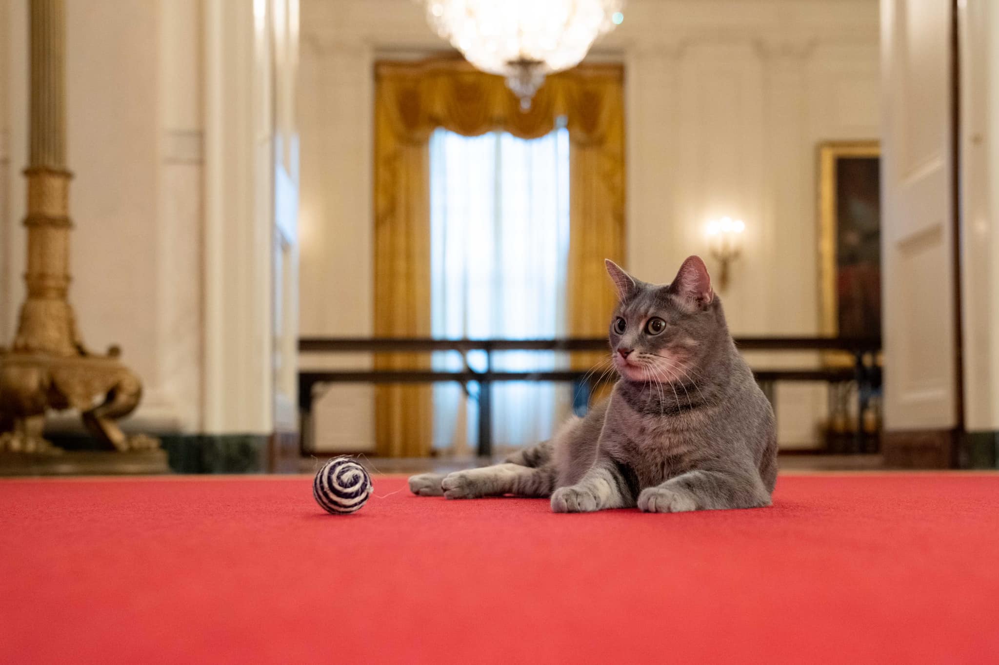 Кошек давно не было в Белом доме