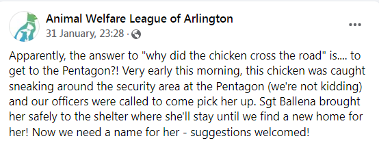 Скриншот из Фейсбука Лиги защиты животных округа Арлингтон