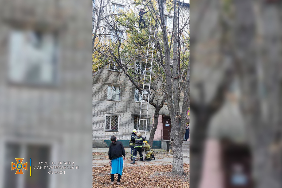В Никополе беременная женщина залезла на дерево и не смогла самостоятельно спуститься. Фото: dsns.gov.ua