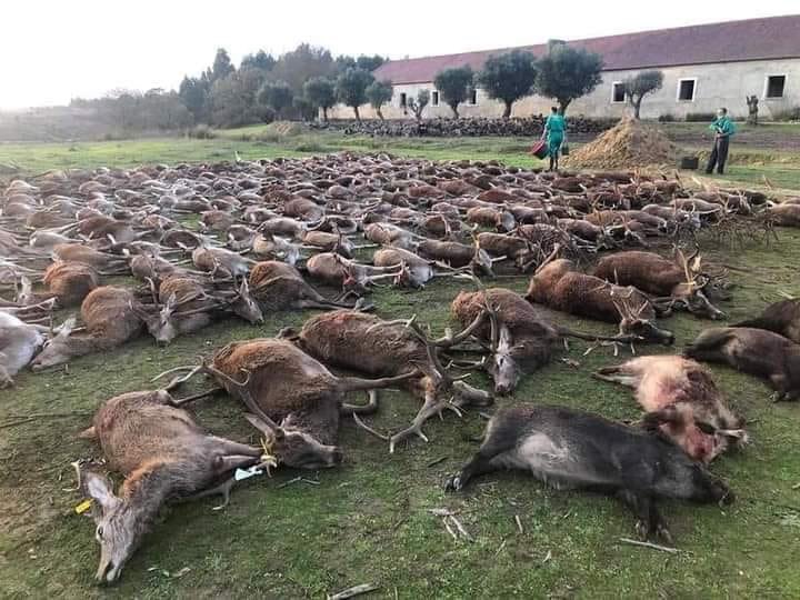 В Португалии "охотники" расстреляли на огороженной ферме 540 оленей и кабанов. Фото: Твиттер