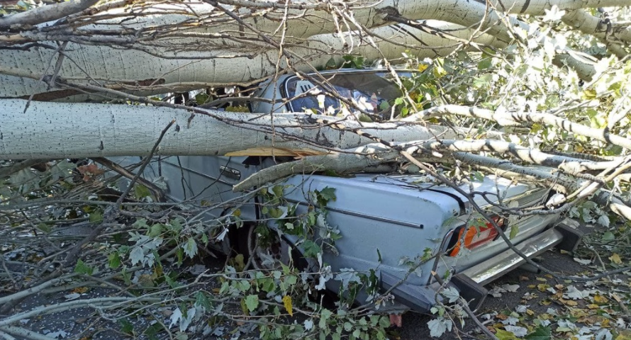 В Одессе 21 октября сильный ветер повалил деревья, пострадал мужчина. Фото: usionline.com 