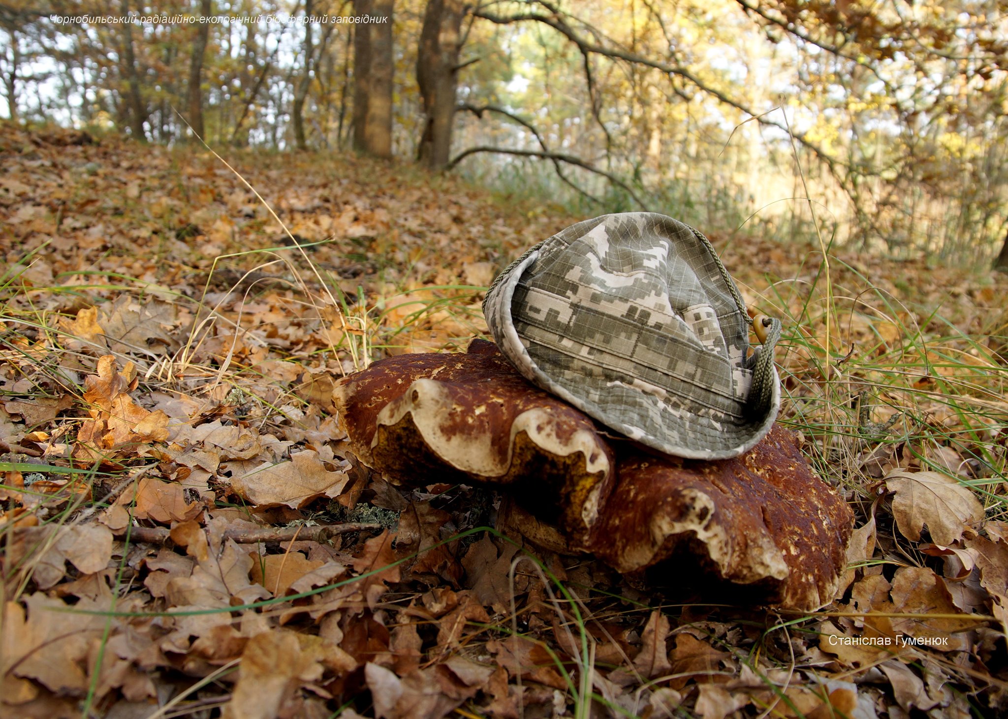Огромные грибы в Чернобыле. Фото: Чернобыльский заповедник
