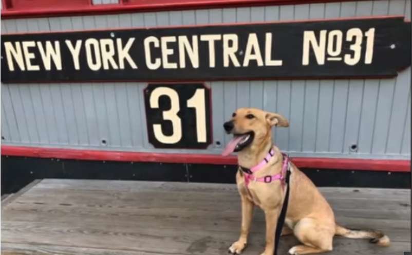 История про бродячую собаку, которая стала моделью в Нью-Йорке