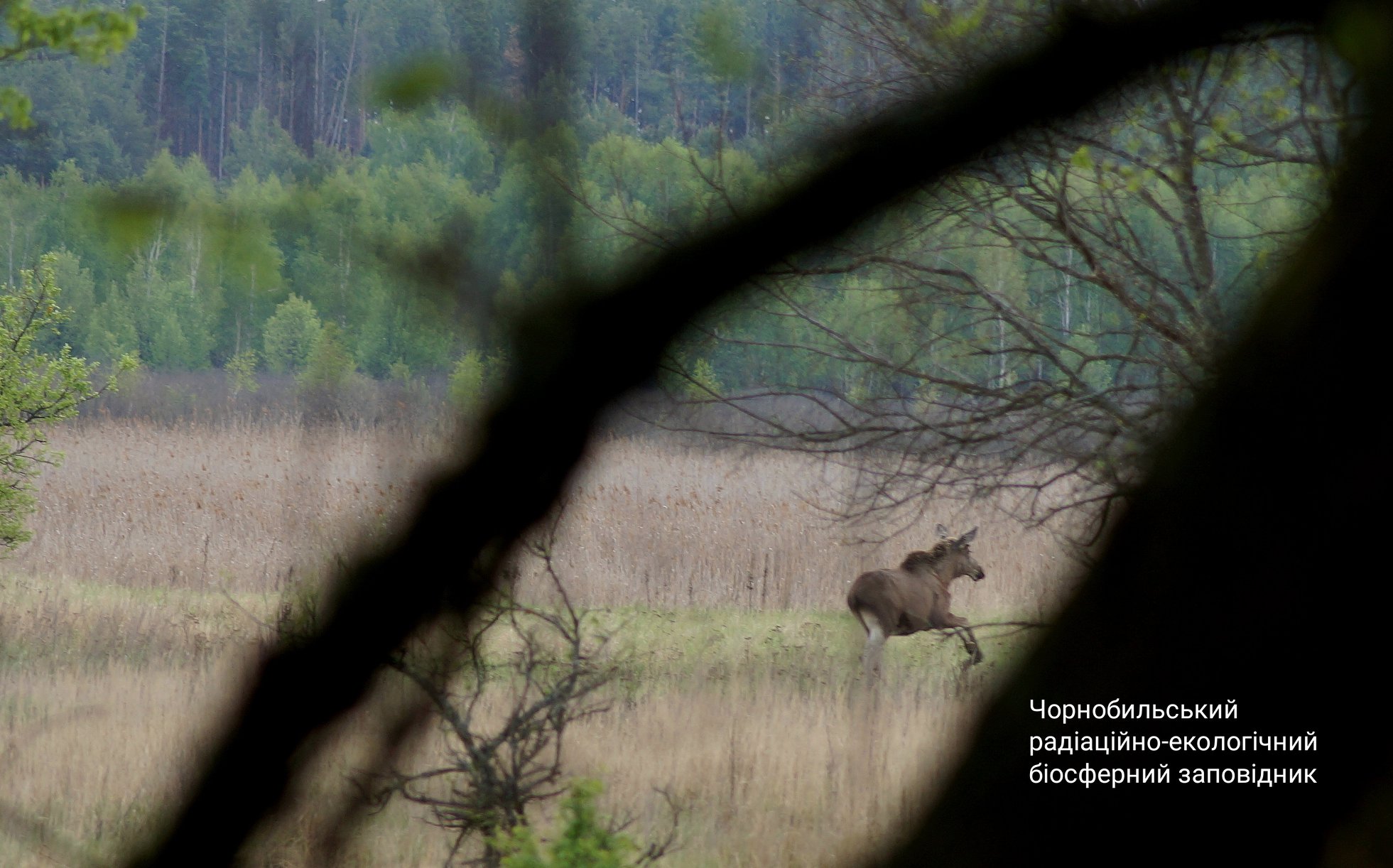 Фото лося, бегущему по сохранившемуся лесу зоны отчуждения. Фото: Facebook / Чернобыльский заповедник