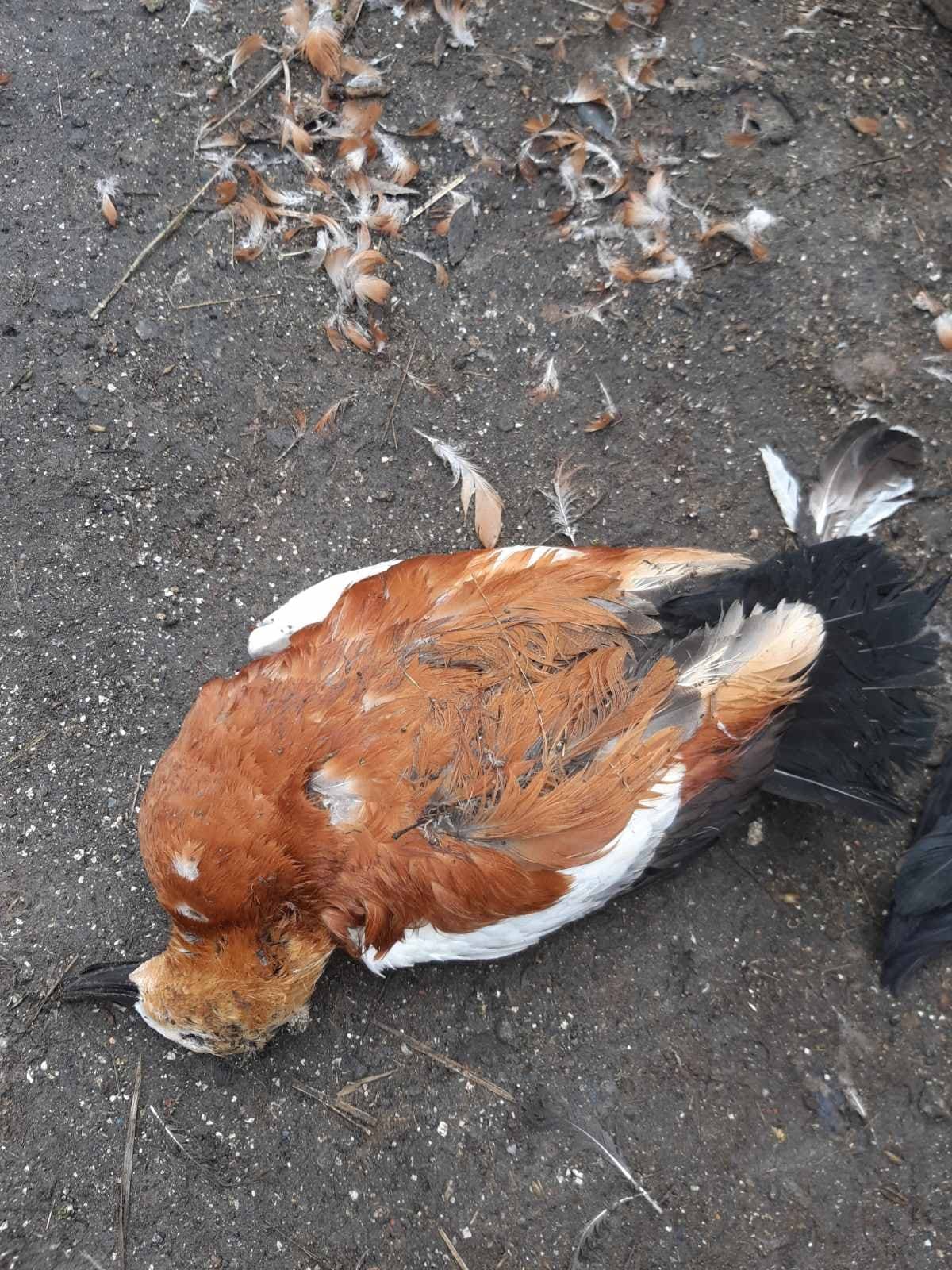 В Херсонской области массов гибнут птицы. Скриншот facebook.com/dpsskherson