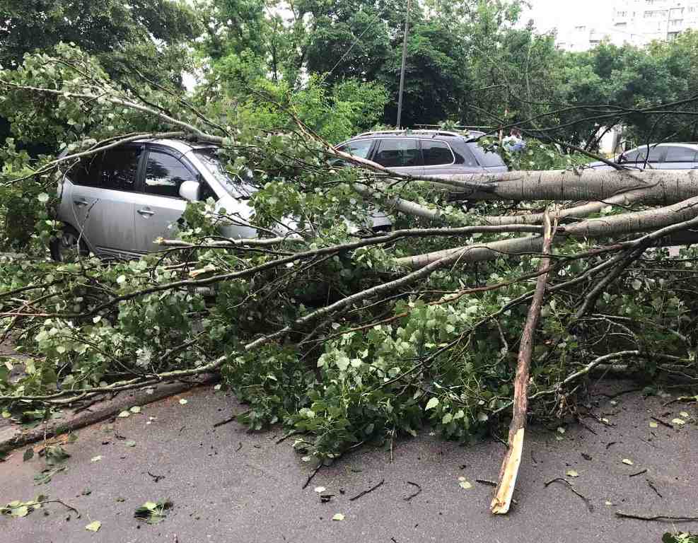 Фото: в Херсоне два дерева повредили легковые автомобили