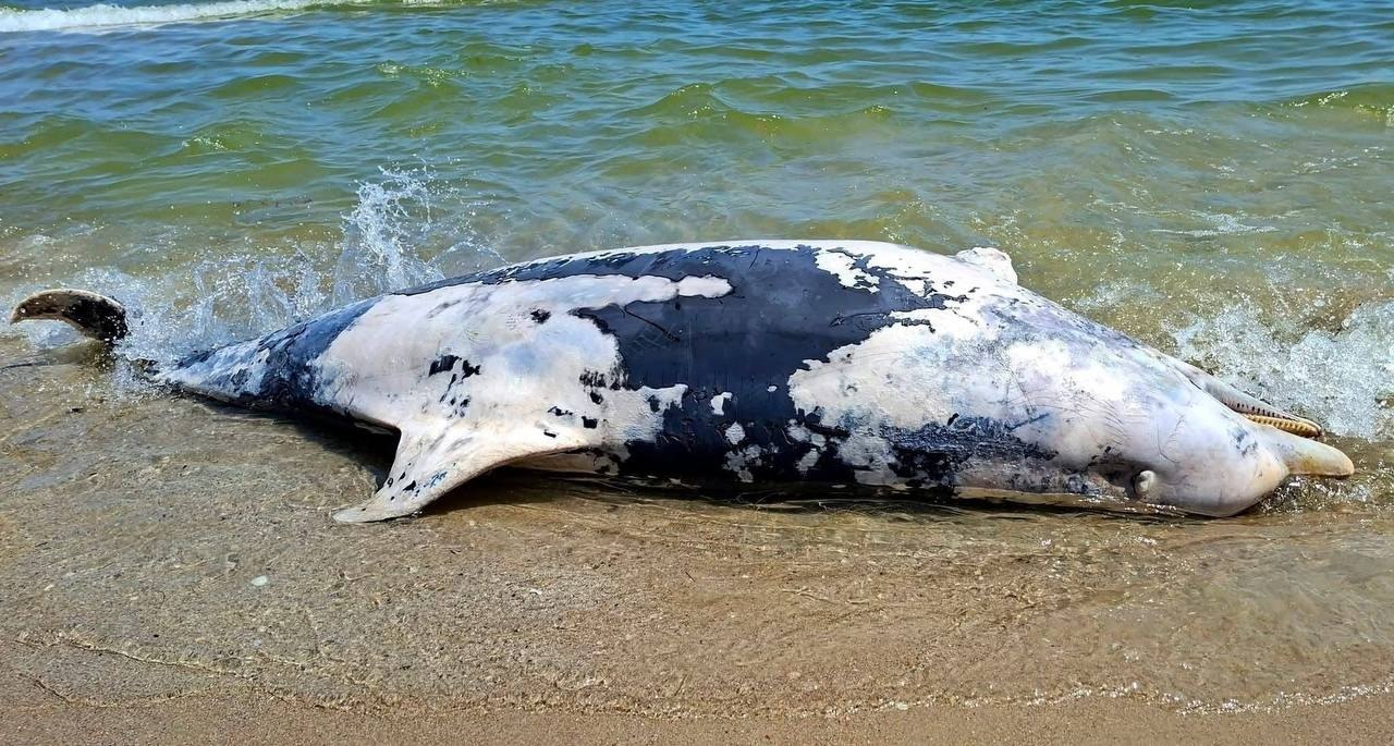 Фото мертвого дельфіна на березі Чорного моря. Джерело &ndash; Телеграм