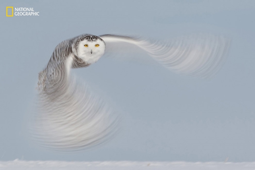 Дух тундры: полярная сова
Фото Aaron Baggenstos | 2016 National Geographic Nature Photographer of the Year