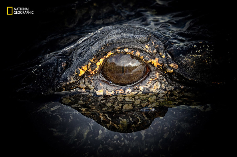 Глаз древнего хищника
Фото Nancy Elwood | 2016 National Geographic Nature Photographer of the Year