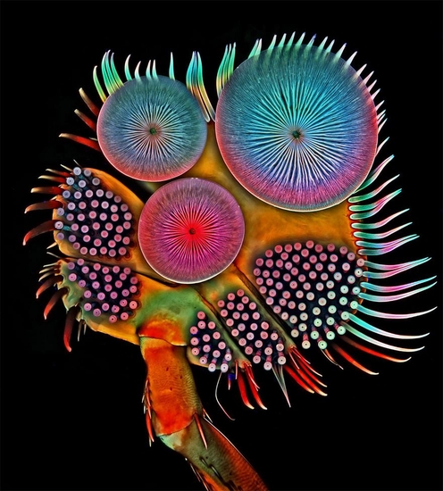 Передняя лапка (стопа) самца жука-плавунца
Фото: Dr. Igor Siwanowicz