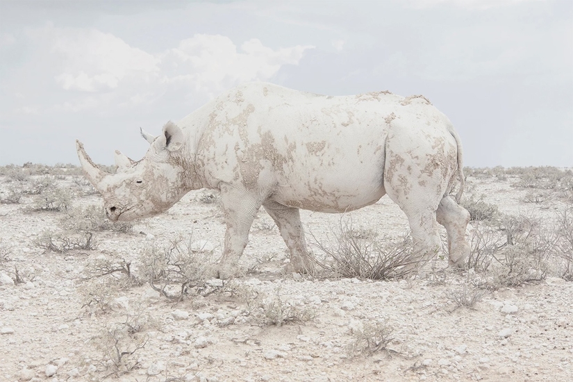"Носорог", - победитель в категории "Природа"
Фото из проекта Марошки Лавинье